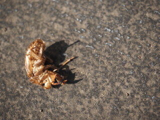 セミの抜け殻