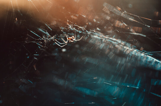 Abstract dark spider on web