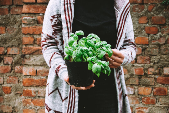 Woman holdin basil