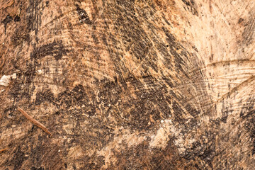 Tree bark close up texture background