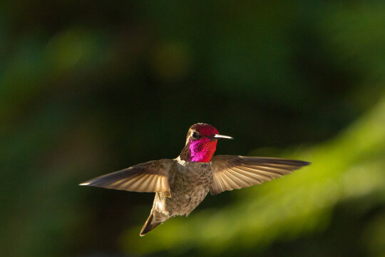 Anna's Hummingbird in Flight