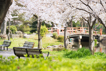 春の毛馬桜之宮公園