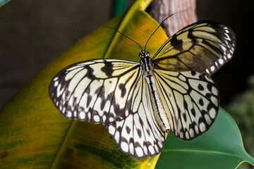 Fototapeta na wymiar Beautiful color butterfly on a leaf
