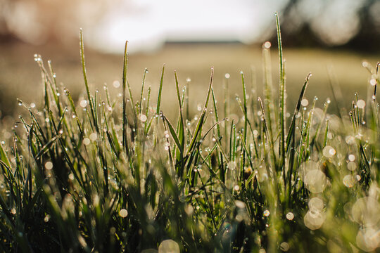 Dew drops on grass on a spring morning.