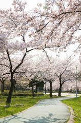 春の毛馬桜之宮公園