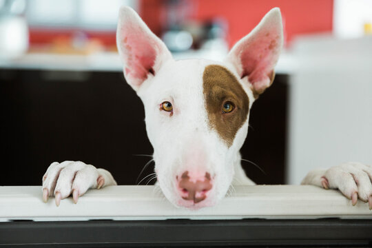 Dog peaking over gate indoors