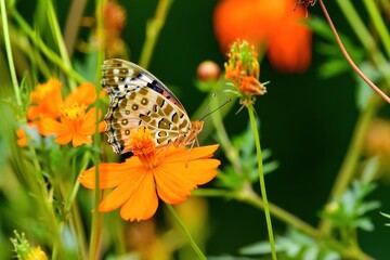 キバナコスモスの蜜を吸うアカタテハチョウ