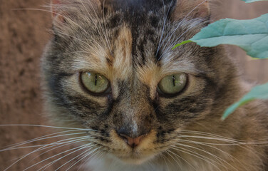 Gato mirando a camara