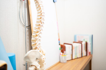 理科室や整骨院にある手や背骨などの骸骨標本