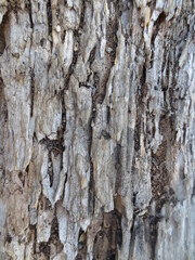 the bark of a tree