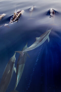 Spinner dolphins seen through ocean surface