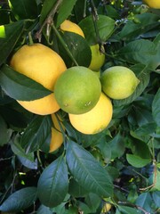 Lemons