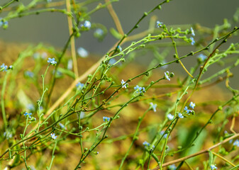 Blue-eyed grass or narrow leaf blue-eyed grass flowers
