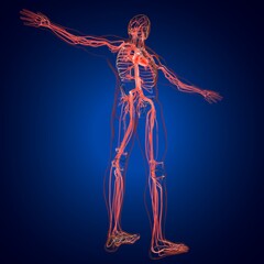 Human Heart With Circulatory System Anatomy For Medical Concept 3D