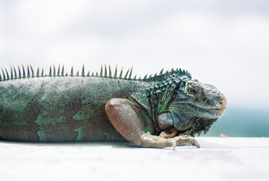 Iguana