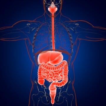 Human Digestive System Anatomy For Medical Concept 3D Rendering