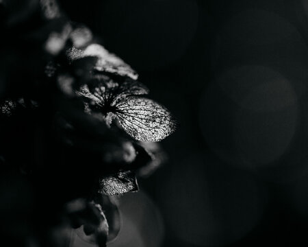 Single hortensia petal illuminated by sunray on the plant