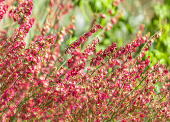 pink wild heather flowers in the mountain
