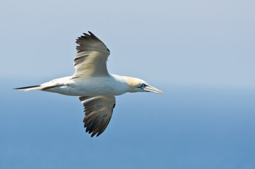 Northern gannet