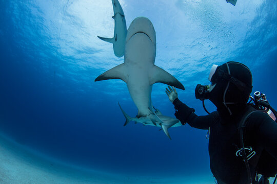Selfie with sharks