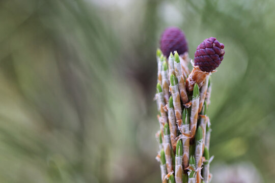 Pine Cone buds blooming in the Spring