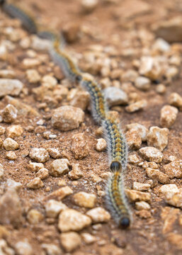 Processionary worm row