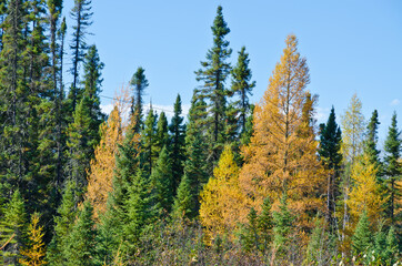 Northern Ontario Forest