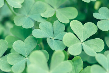 Macro of green shamrock plant leaves