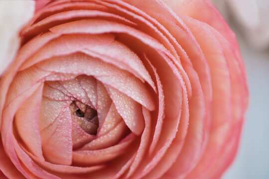 Closeup of ranunculus flower with water drops