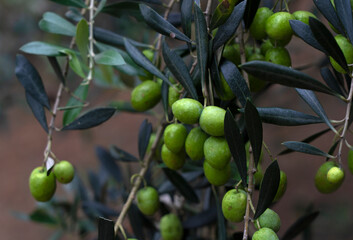 A lot of olives on the tree