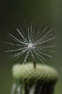 Dew on single dandelion seed