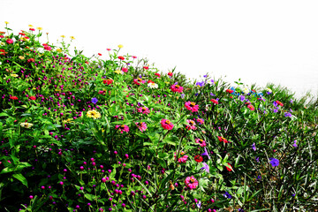 Fototapeta premium Beautiful flower blooming in garden on white background