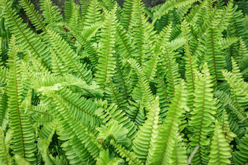 Fototapeta na wymiar Green fern leaf background in the garden