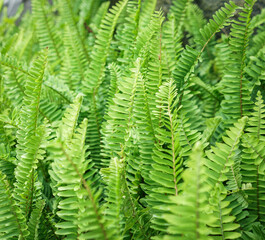 Green fern leaf background in the garden