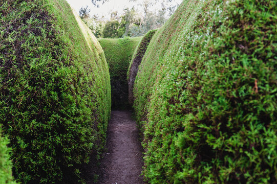 Hedge Maze Stock Photos, Images and Backgrounds for Free
