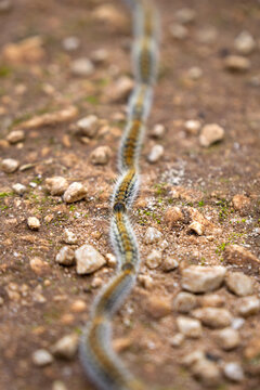 Processionary worm row