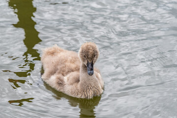 Swan & Cygnet at Newport lake, the area was created from a former Bluestone Quarry and is a Sanctuary for Waterbirds & Wildlife.