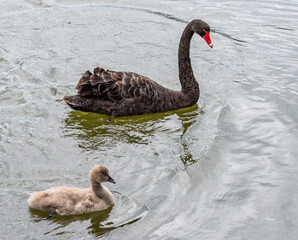 Swan & Cygnet at Newport lake, the area was created from a former Bluestone Quarry and is a...