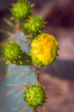 Prickly pear blossoming