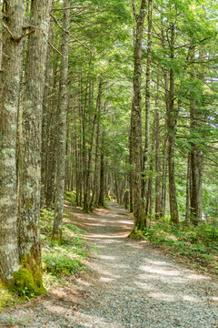 Trail in Kejimukujik portrait