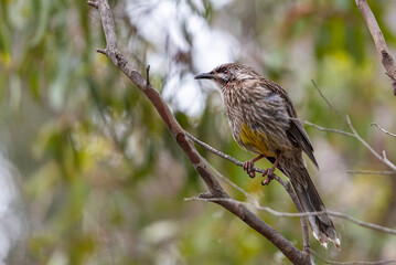 Red wattlebird at Newport lake, the area was created from a former Bluestone Quarry and is a Sanctuary for Waterbirds & Wildlife.