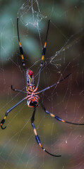 red spider in its web wallpaper
