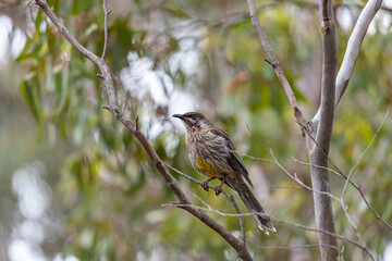 Red wattlebird at Newport lake, the area was created from a former Bluestone Quarry and is a Sanctuary for Waterbirds & Wildlife.