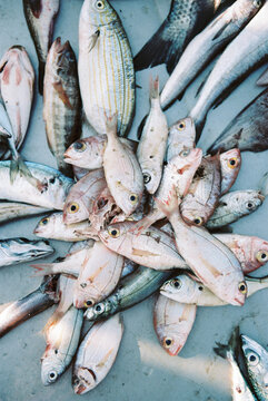 Fresh Fish