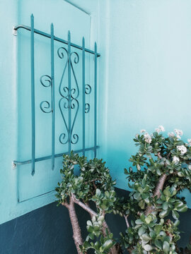 Abbot Kinney Boulevard Jade Plant