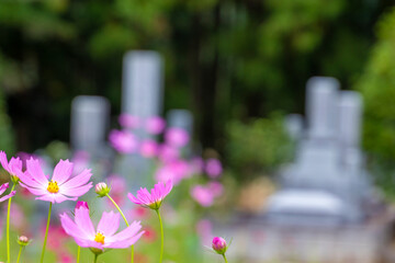 お彼岸の墓参り
