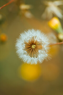 Macro shoot of dandelion inside the forest