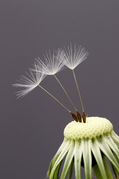 Three dandelion seeds remaining on the flower