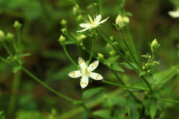 アケボノソウの花