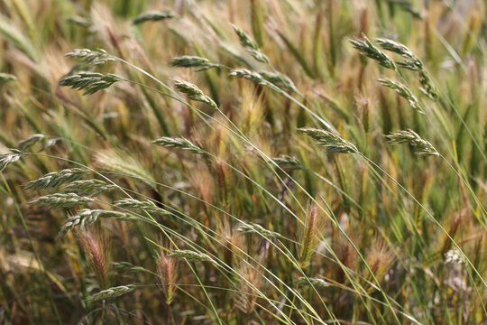 Grasses blowing in the wind